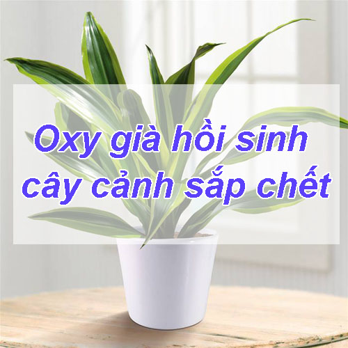 Oxy già là chất gì? #15 Tác dụng trời ban của Oxy già trong làm đẹp và đời sống