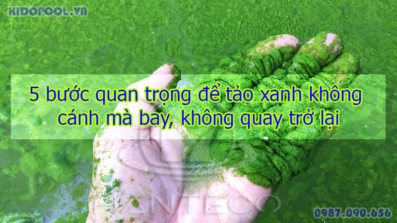 Học cách xử lý tảo xanh triệt để 99% với 5 bước cực kỳ quan trọng