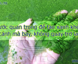 Học cách xử lý tảo xanh triệt để 99% với 5 bước cực kỳ quan trọng